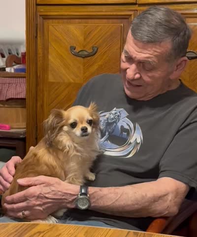 Farrah. ESA THERAPY dog, a female Chihuahua for sale in Findlay, OH – 2 of 8
