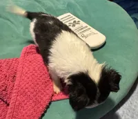 Lady Bug/ESA Therapy TEACUP, a female Chihuahua for sale in Findlay, OH – 2 of 9