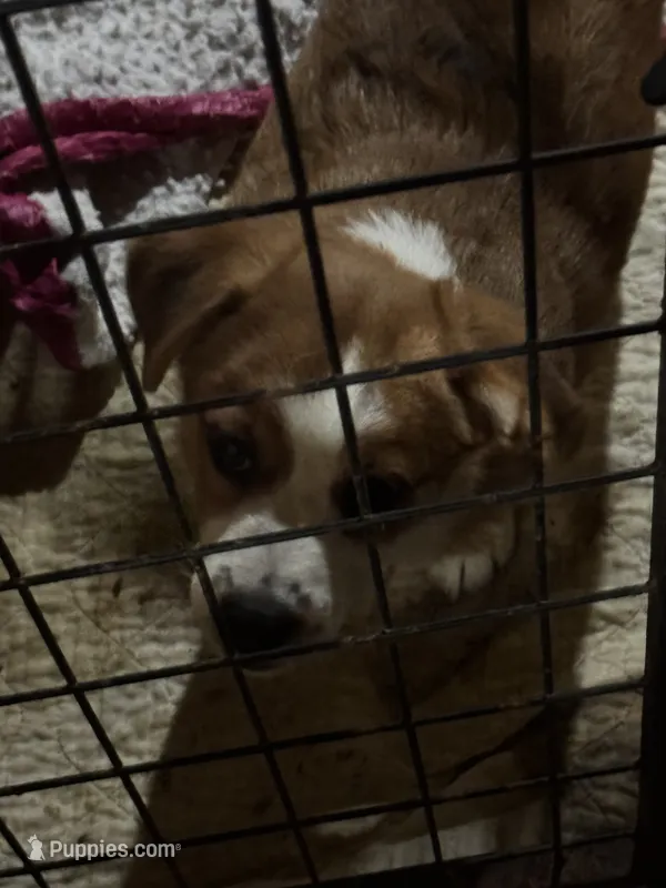 Tommy Joe/Therapy ESA – Pomeranian, Toy Australian Shepherd puppy for sale in Findlay, OH