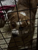 Tommy Joe/Therapy ESA, a male Pomeranian and Toy Australian Shepherd for sale in Findlay, OH – 1 of 9