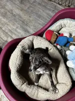 Stripe/Therapy ESA, a female Mini Yorkshire Aussie for sale in Findlay, OH – 4 of 4