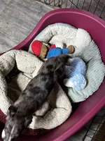Stripe/Therapy ESA, a female Mini Yorkshire Aussie for sale in Findlay, OH – 3 of 4