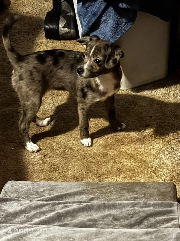 Stripe – Mini Yorkshire Aussie puppy for sale in Maumee, OH