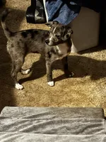 Stripe/Therapy ESA, a female Mini Yorkshire Aussie for sale in Findlay, OH – 1 of 4