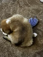Tommy Joe/Therapy ESA, a male Pomeranian and Toy Australian Shepherd for sale in Findlay, OH – 3 of 9