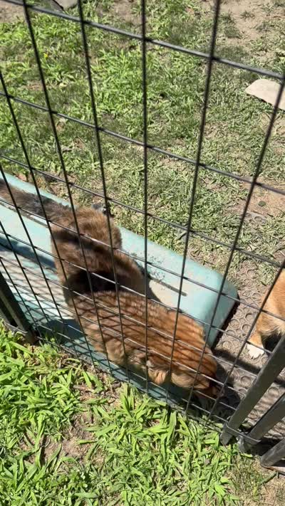 Tammy Sue/Therapy Esa, a female Pomeranian and Toy Australian Shepherd for sale in Findlay, OH – 4 of 10