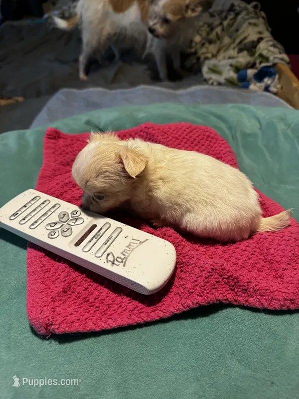 Huggie/ESA Therapy TEACUP – Chihuahua puppy for sale in Findlay, OH