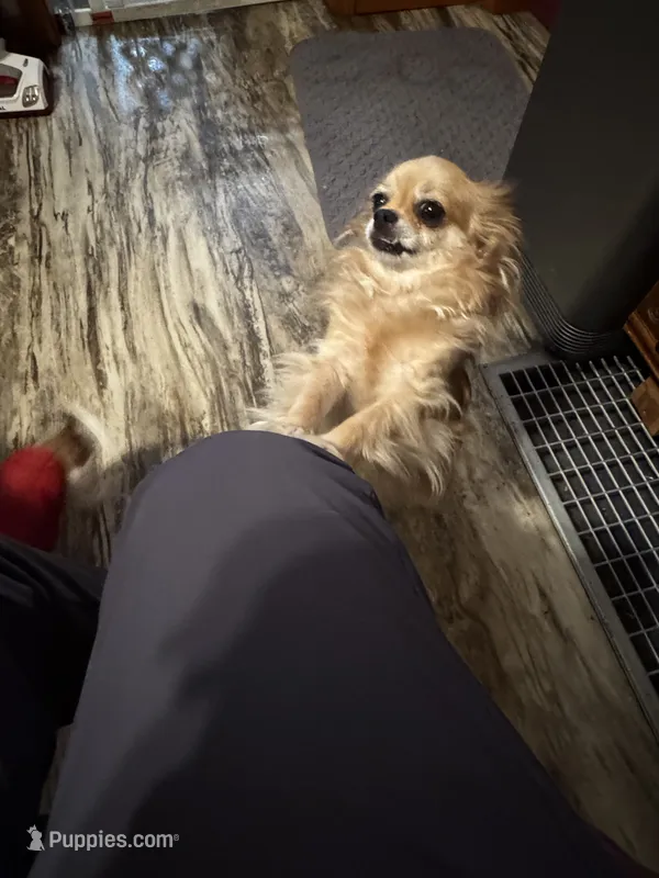 Farrah. ESA THERAPY dog – Chihuahua puppy for sale in Findlay, OH