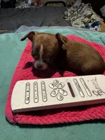 Hershey/ESA Therapy TEACUP, a female Chihuahua for sale in Findlay, OH – 2 of 7