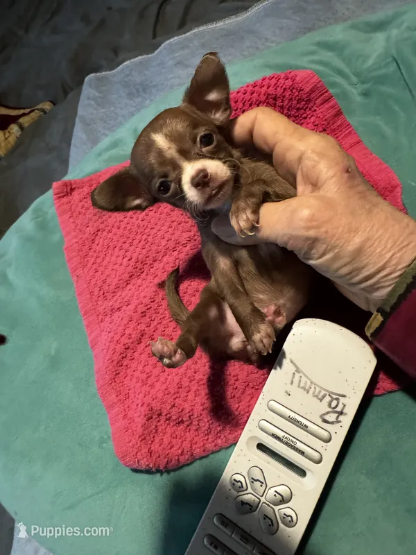 Hershey/ESA Therapy TEACUP – Chihuahua puppy for sale in Findlay, OH