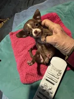 Hershey/ESA Therapy TEACUP, a female Chihuahua for sale in Findlay, OH – 1 of 7