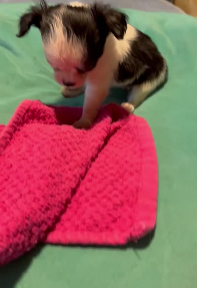 Lady Bug/ESA Therapy TEACUP, a female Chihuahua for sale in Findlay, OH – 9 of 9