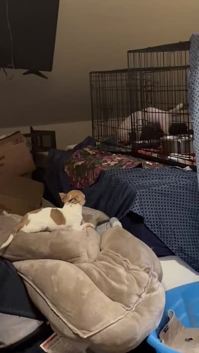 REESIE / Therapy TEACUP, a female Chihuahua for sale in Findlay, OH – 10 of 10