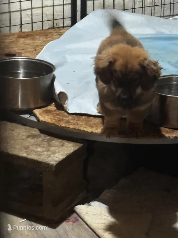 Tammy Sue/Therapy Esa – Pomeranian, Toy Australian Shepherd puppy for sale in Findlay, OH
