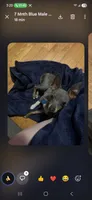 ALFIE /ESA THERAPY dog, a male Chihuahua and Chinese Crested for sale in Findlay, OH – 2 of 5
