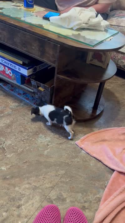 Huggie/ESA Therapy TEACUP, a female Chihuahua for sale in Findlay, OH – 10 of 10