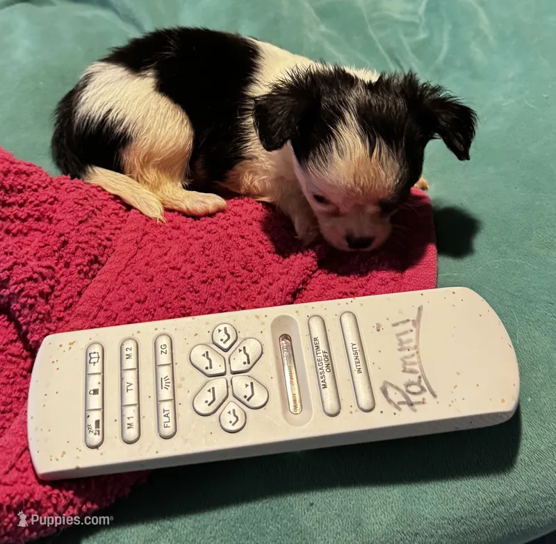Lady Bug/ESA Therapy TEACUP – Chihuahua puppy for sale in Findlay, OH