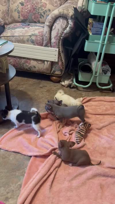 Huggie/ESA Therapy TEACUP, a female Chihuahua for sale in Findlay, OH – 9 of 10