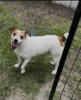 Millie Therapy ESA , a female Jack Russell Terrier for sale in Findlay, OH – 2 of 8