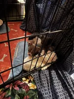 REESIE / Therapy TEACUP, a female Chihuahua for sale in Findlay, OH – 8 of 10