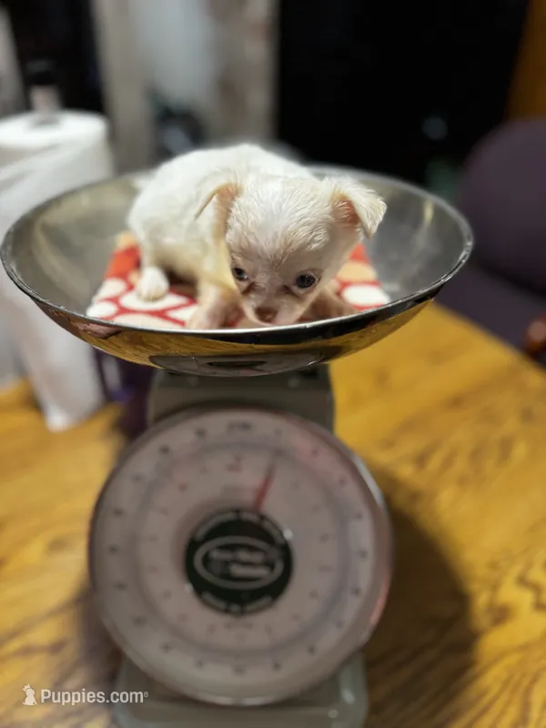 Huggie/ESA Therapy TEACUP – Chihuahua puppy for sale in Findlay, OH