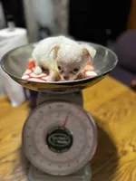 Huggie/ESA Therapy TEACUP, a female Chihuahua for sale in Findlay, OH – 6 of 10