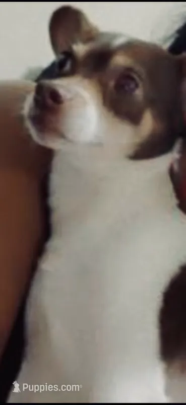 Jimmy /Therapy ESA – Jack Russell Terrier puppy for sale in Findlay, OH