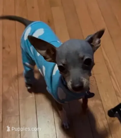 ALFIE /ESA THERAPY dog – Chihuahua, Chinese Crested puppy for sale in Findlay, OH