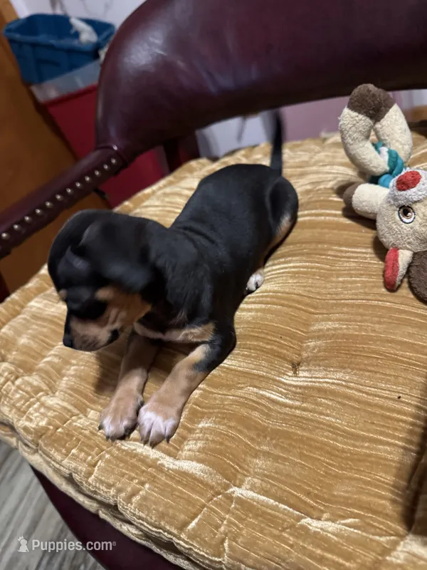 Duke ESA/Therapy dog