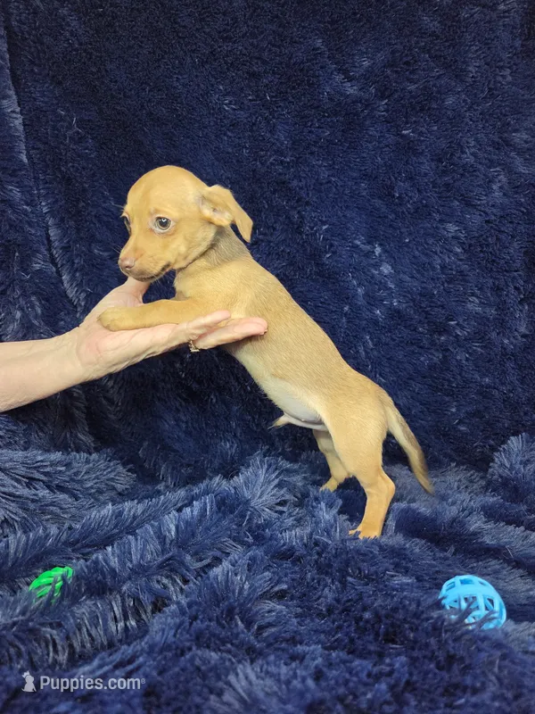 Sparkie ESA THERPY dog – Chiweenie puppy for sale in Findlay, OH