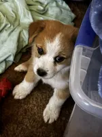 Tommy Joe/Therapy ESA, a male Pomeranian and Toy Australian Shepherd for sale in Findlay, OH – 2 of 9