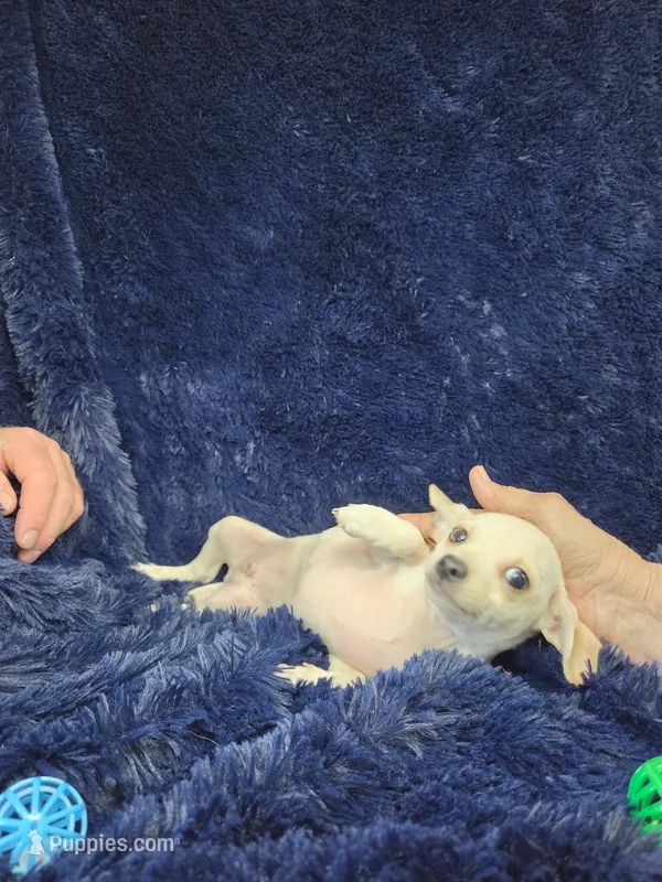 Wofie ESA THERAPY dog – Chorkie puppy for sale in Findlay, OH