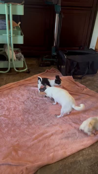 June Bug Tea Cup ESA Therapy dog, a female Chihuahua for sale in Findlay, OH – 10 of 10
