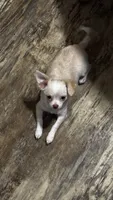June Bug ESA Therapy dog, a female Chihuahua for sale in Findlay, OH – 7 of 8
