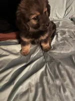 Tammy Sue/Therapy Esa, a female Pomeranian and Toy Australian Shepherd for sale in Findlay, OH – 2 of 10