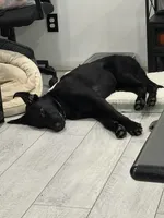 Duke Therapy ESA, a male Labrador Retriever for sale in Maumee, OH – Photo 2 of 5