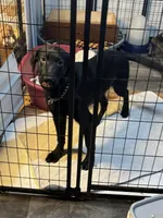 Duke Therapy ESA, a male Labrador Retriever for sale in Maumee, OH – Photo 4 of 5