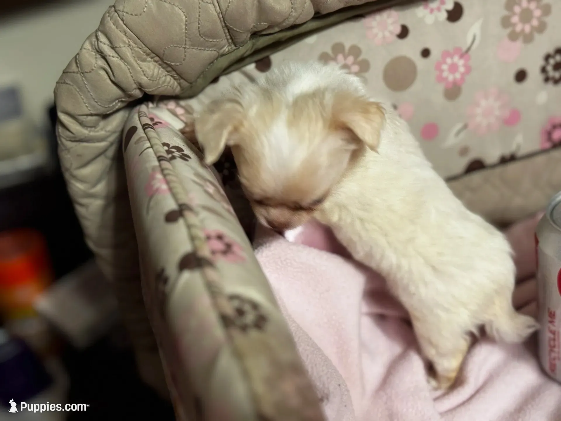 June Bug Tea Cup ESA Therapy dog, a female Chihuahua for sale in Findlay, OH – 1 of 10
