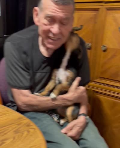 Izzie / ESA Therapy dig, a female Chihuahua and Yorkshire Terrier for sale in Findlay, OH – 3 of 9
