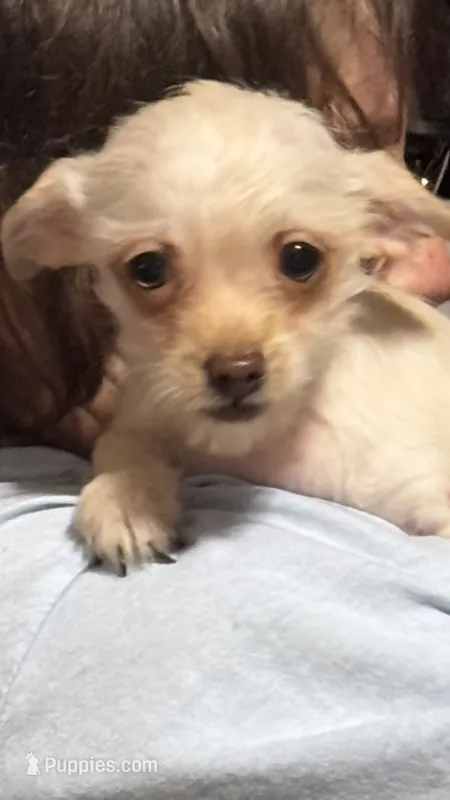 Fuzzy Face ESA Therapy dog – Chorkie puppy for sale in Findlay, OH