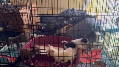 June Bug Tea Cup ESA Therapy dog, a female Chihuahua for sale in Findlay, OH – 9 of 10