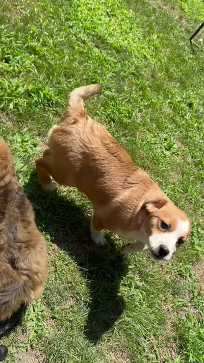 Tommy Joe/Therapy ESA, a male Pomeranian and Toy Australian Shepherd for sale in Findlay, OH – 9 of 9