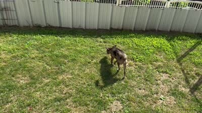 Floppy/TherapyESA, a female Chiweenie for sale in Findlay, OH – 10 of 10