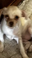 Fuzzy Face ESA Therapy dog, a female Chorkie for sale in Findlay, OH – 1 of 1