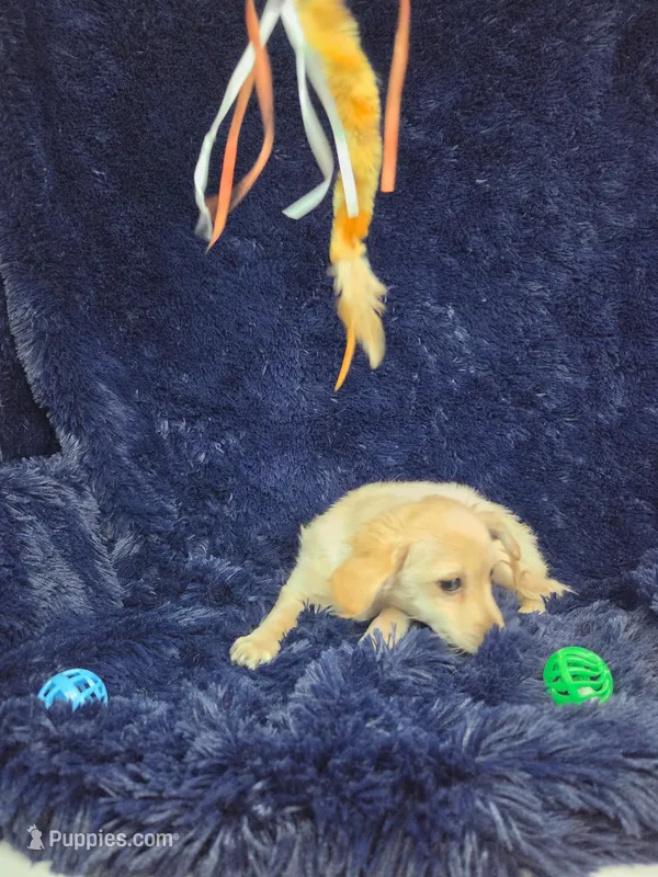 Ricky ESA Therapy dog  – Chorkie puppy for sale in Findlay, OH