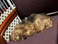 Cooper/Therapy ESA dog, a male Yorkshire Terrier for sale in Findlay, OH – 2 of 7