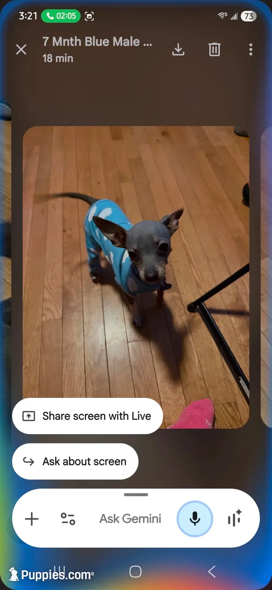 ALFIE /ESA THERAPY dog, a male Chihuahua and Chinese Crested for sale in Findlay, OH – 1 of 5