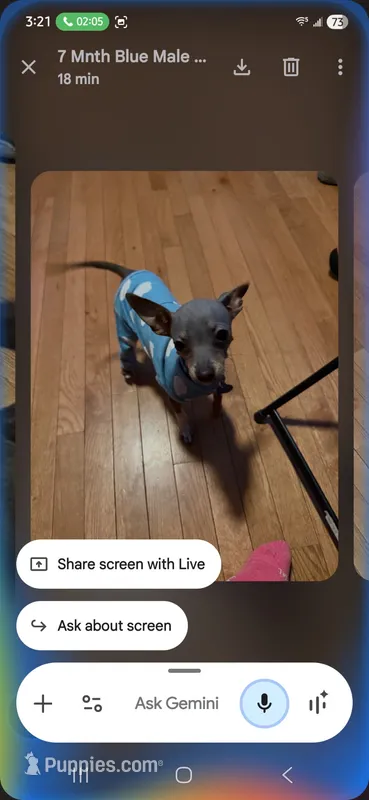 ALFIE /ESA THERAPY dog – Chihuahua, Chinese Crested puppy for sale in Findlay, OH