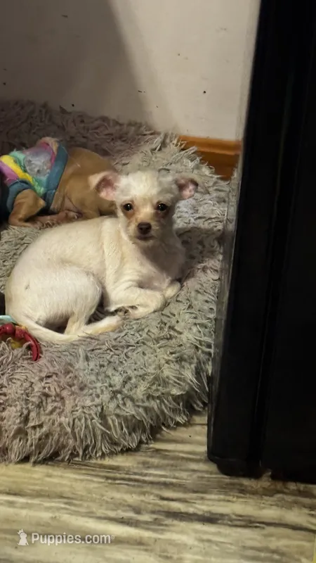 Fuzzy Face ESA Therapy dog – Chorkie puppy for sale in Findlay, OH