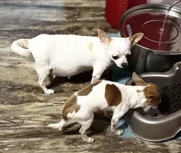 Hershey/ESA Therapy TEACUP, a female Chihuahua for sale in Findlay, OH – 5 of 7